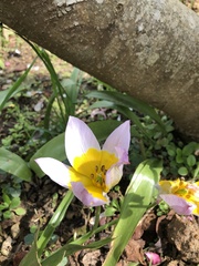 Tulipa saxatilis