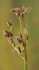 Schoenoplectus triqueter