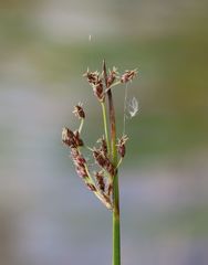 Schoenoplectus triqueter