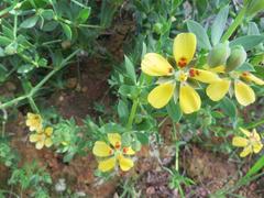 Roepera sessilifolia