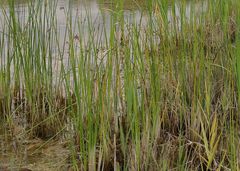 Schoenoplectus triqueter