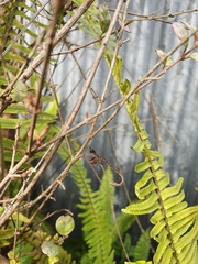 Austropuccinia psidii