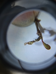 Austropuccinia psidii