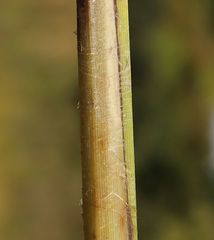 Schoenoplectus triqueter