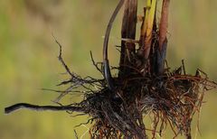 Schoenoplectus triqueter