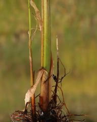 Schoenoplectus triqueter