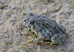 Anaxyrus cognatus