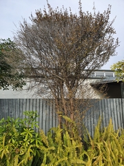Austropuccinia psidii