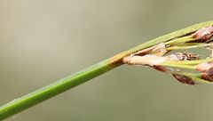 Schoenoplectus triqueter