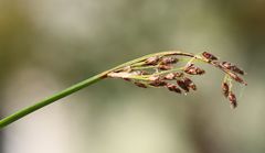 Schoenoplectus triqueter