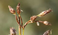 Schoenoplectus triqueter