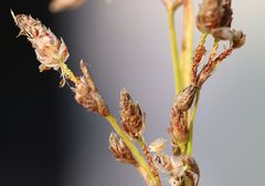 Schoenoplectus triqueter