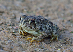 Anaxyrus cognatus