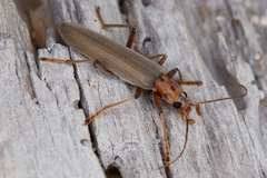 Copidita quadrimaculata
