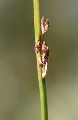 Schoenoplectus triqueter