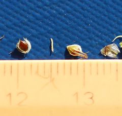 Schoenoplectus triqueter