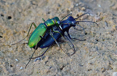 Cicindela nigrocoerulea