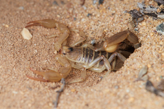 Paruroctonus maritimus