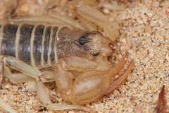 Paruroctonus maritimus