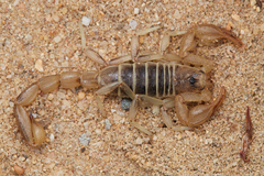 Paruroctonus maritimus