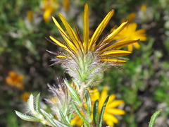 Gorteria integrifolia