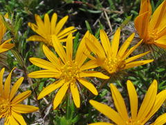 Gorteria integrifolia