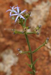 Wahlenbergia huttonii
