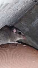 Ototylomys phyllotis