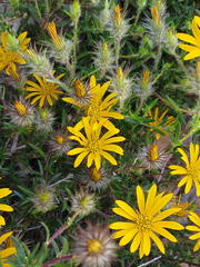 Gorteria integrifolia