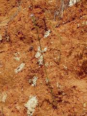 Wahlenbergia huttonii