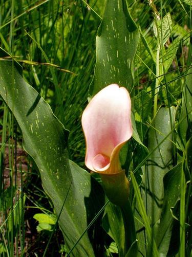 Zantedeschia rehmannii
