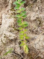 Acrotriche prostrata