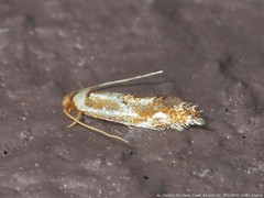 Philonome clemensella