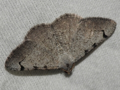 Digrammia triviata