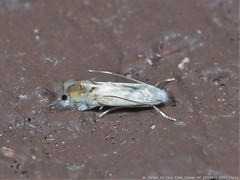 Phyllocnistis citrella