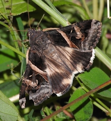 Melipotis perpendicularis