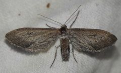 Glaucina interruptaria