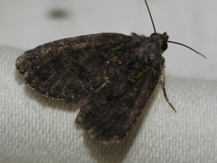 Paramiana smaragdina