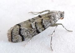 Dioryctria subtracta