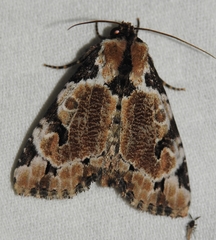 Stibaera thyatiroides