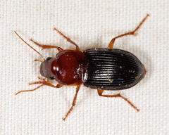 Trichotichnus dichrous