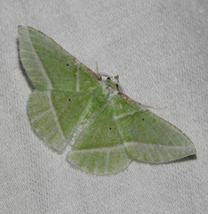 Dichorda consequaria