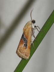 Ponometia venustula