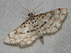 Hileithia aplicalis
