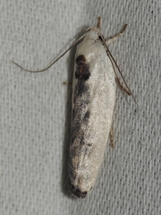 Antaeotricha furcata