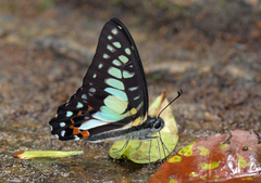 Graphium procles