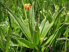 Aloe boylei image