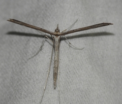 Hellinsia longifrons