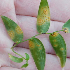 Puccinia myrsiphylli