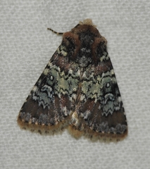 Hemibryomima chryselectra